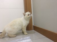 Dişi kedimiz Mia yı sahiplendiriyoruz