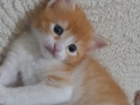 4 AYLIK YAVRU KEDİLERE ÇOK ACIL YUVA ARANIYOR TEKİR