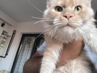 Safkan Dişi Maine Coon