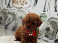 Toy poodle köpeği