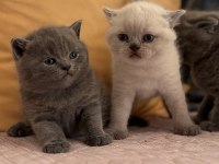British Blue Point Yavru