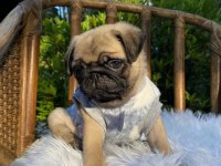 IRK GARANTİLİ PUG YAVRULARI