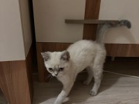 3. ayına yaklaştı aynı renk yavru kediden 8 tane var şuanda