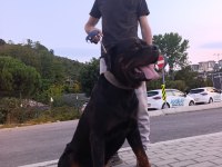 1 buçuk yaşındaki aktif erkek rottweiler