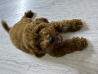 Sahiplendirilecek Poodle 4 Aylık