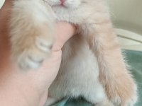 Safkan british shorthair bebeklerimiz