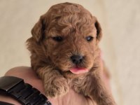 Toy Poodle Bebekler Veteriner Kontrollü