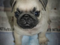 Pug mops yavrularım