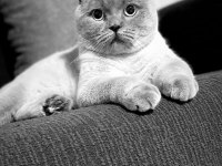 SAHİBİNDEN ÜCRETSİZ KEDİMİZ
