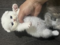 Tatlı mı tatlı scottish fold