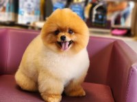 Muhteşem Pomeranian Boo