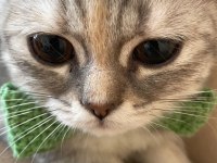 British shorthair melezi