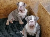 RENKLİ İNGİLİZ BULLDOG ÇOCUKLAR