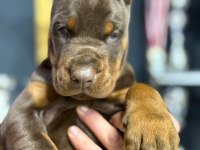 Avrupanın en iri doberman yavruları