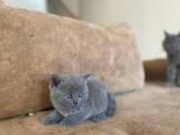 British shorthair gri kedimiz