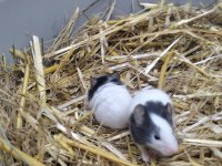 YAVRU PANDA MİCE