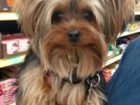 Baba saf kan teacup yorkshire terrier yavrularımız