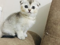 Scottish fold kedimizi sahiplendiriyoruz