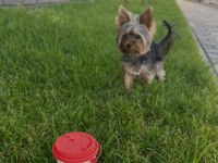 Yorkshire terrier çok sevecen eğitimli