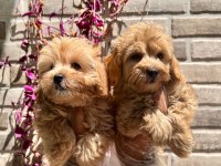 Maltipoo yavrularımız