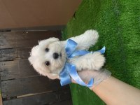 Erkek maltese yavrumuz