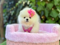 Safkan Pomeranian Boo Yavrularımız