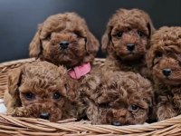 Kızıl Toy Poodle Bebekler Yuva Bekliyor