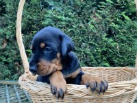 Şecereli babadan doberman king yavrular