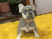 ERKEK FRENCH BULLDOG KÖPEKLER