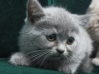 Safkan british shorthair yavrular