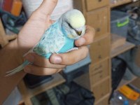 Ele kola alıştırmalık yeme yeni düşmüş yavru