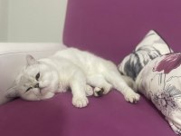 British shorthair silver point erkek kedime dişi arıyorum