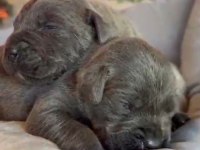 Cane corso blue bebeklerimiz için acele edin