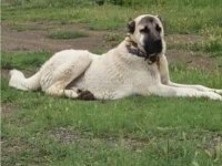 KANGAL SİVASTAN ALINIR KALİTE AYI BOĞANLAR