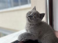 BRİTİSH SHORTHAİR KEDİMİZ