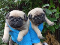 A KALİTE PUG MOPS SIFIR BURUN BEBEKLER