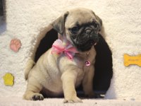 Üst Düzey Pug Yavrumuz Hazır