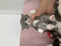 Sıfır kulak çikolata mavi göz scottish fold