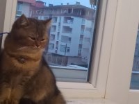 4 aylık british shorthair