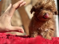 Micro Teacup Parmak çocuk orijinal Maltipoo