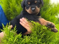 Üst kalite FCI-KIF kayıtlı Scr li Rottweiler yavrularım