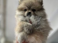 Dişi pomeranian