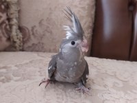 Yeni Yuvadan Çıkmış Bebek Sultan Papağanları