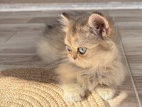Safkan dişi yavru british longhair