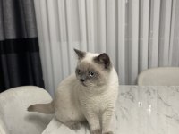 BLUE POİNT UYUMLU BRİTİSH SHORTHAİR KEDİM