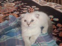 BEYAZ KIRIK KULAK KEDİMİZ YEAR SAHÏBÏNÏ BEKLÏYOR