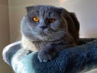 Scottish Fold Cinsi Oğlumuza Eş Arıyoruz