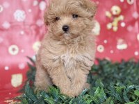 MALTİPOO YAVRU KÖPEĞİMİZ
