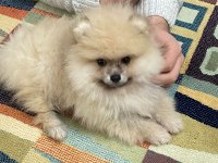 Pomeranian Boo 4.5 aylık erkek gülen surat