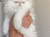 8 NİSAN DOĞUMLU İRAN KEDİSİ RED POİNT BEBEKLER